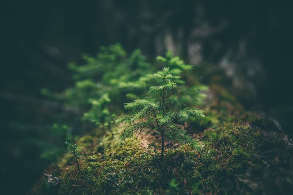 macro shot of a baby pine tree